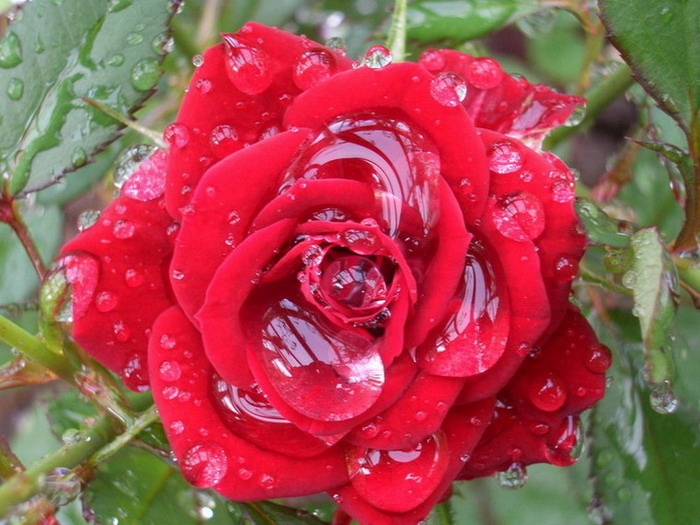 rose 