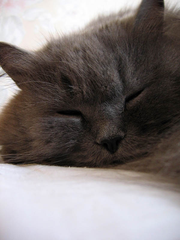 кот кот