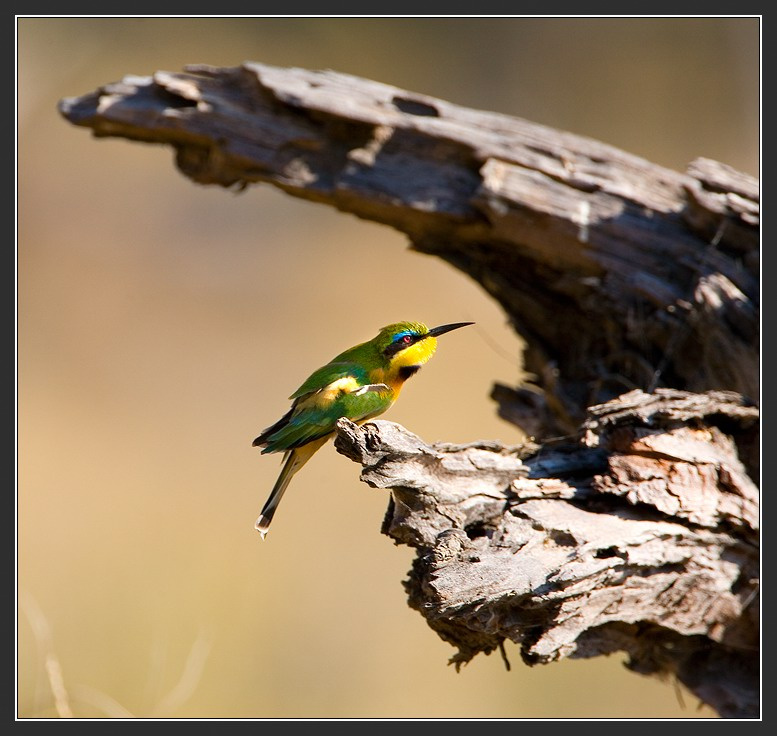 Привет Африка Ботсвана Little Bee-Eater