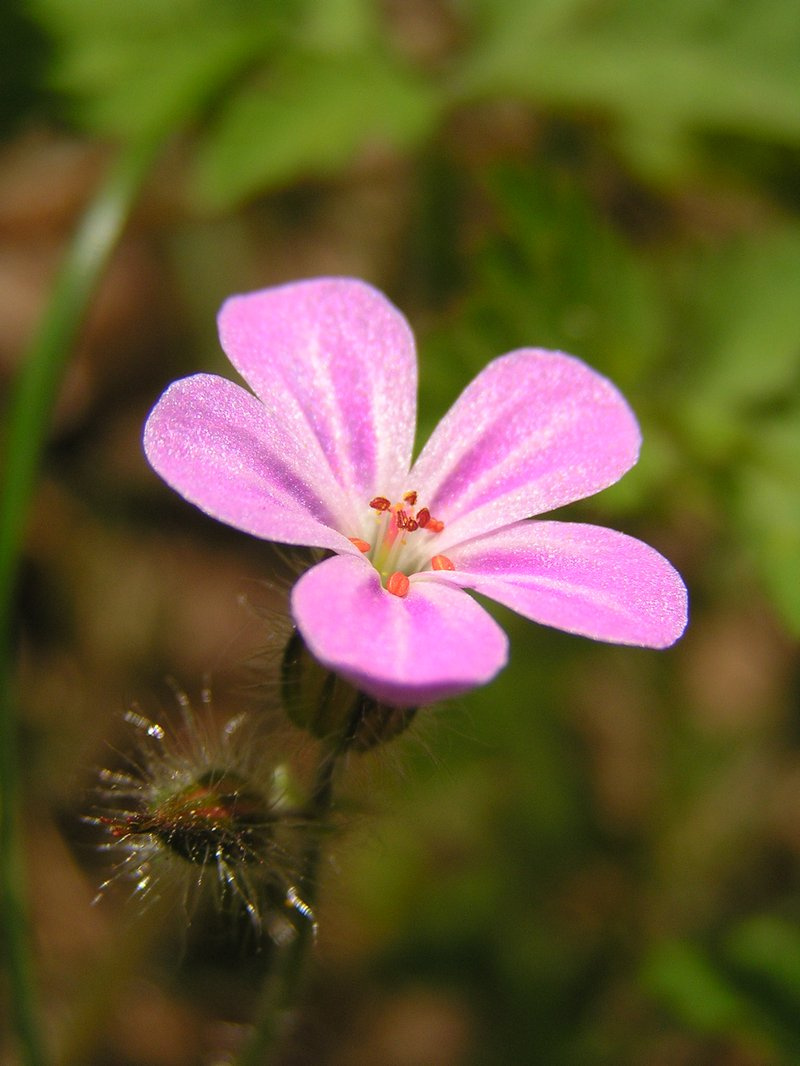 краски весны 