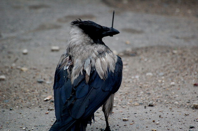 raven\'s hate raven\'s hate птицы ворон