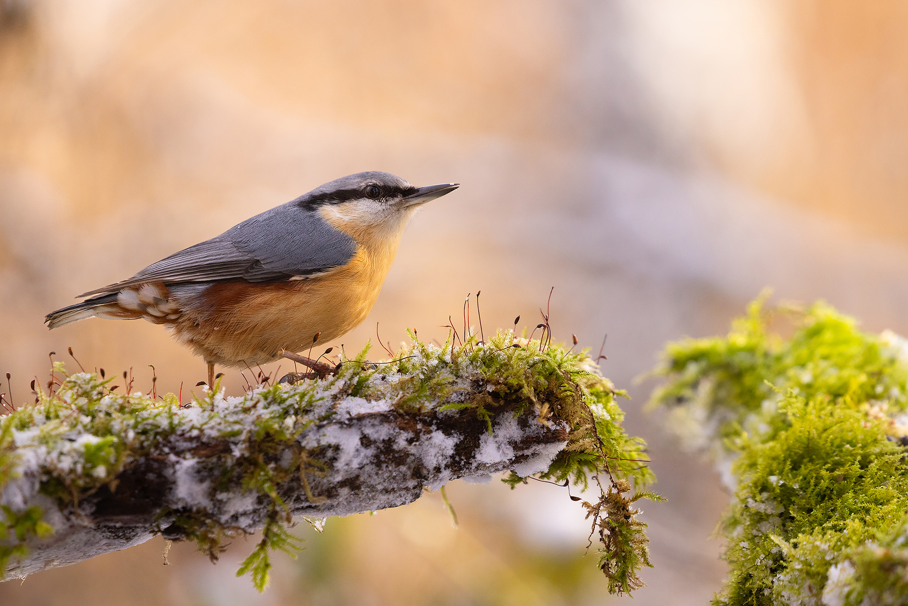 Nuthatch 
