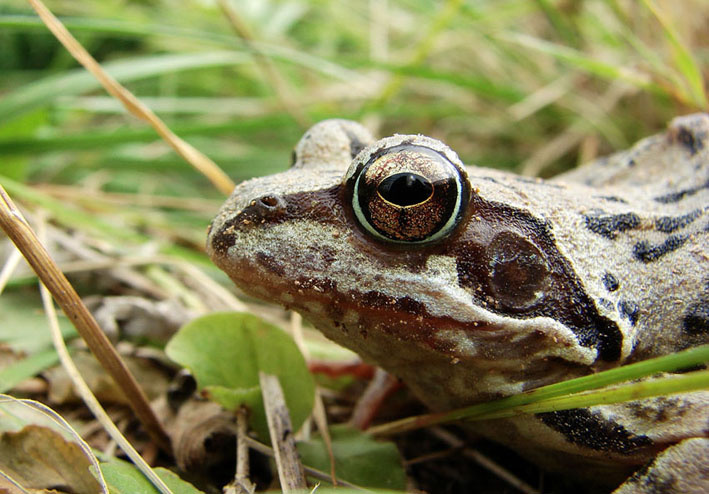 saved frog лягушка, животные, рептилии