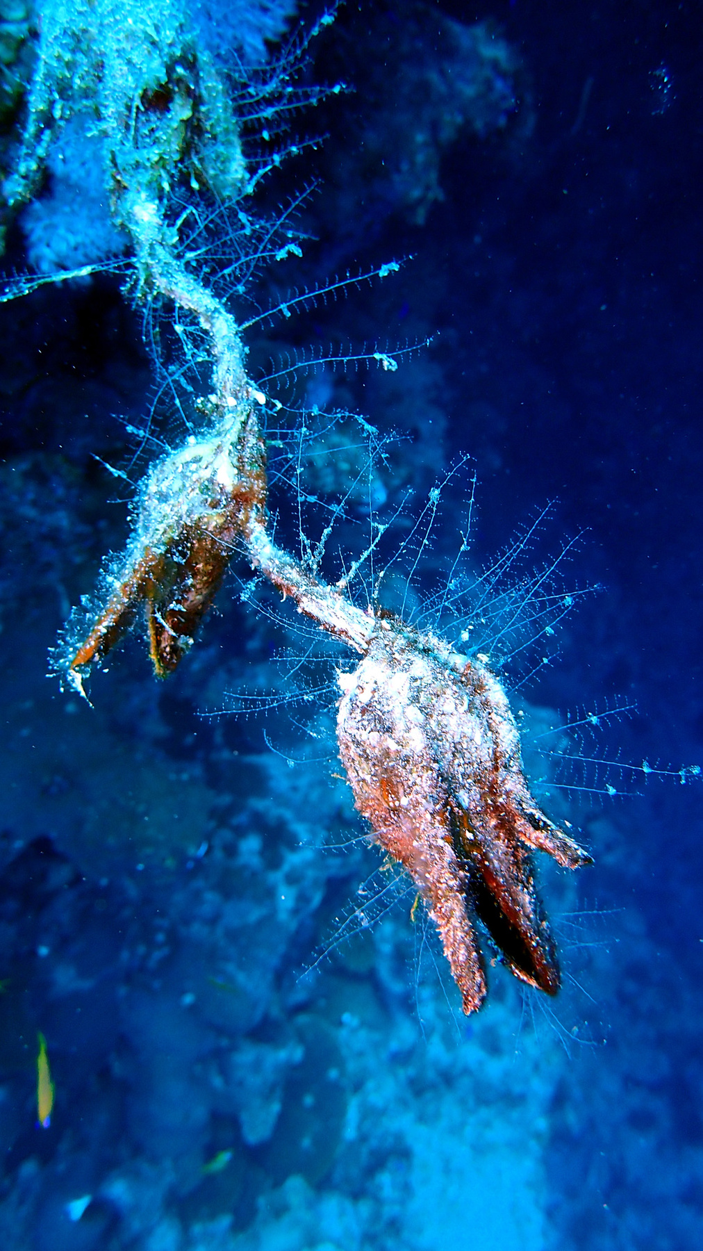 ? Дахаб Красное море подводное
