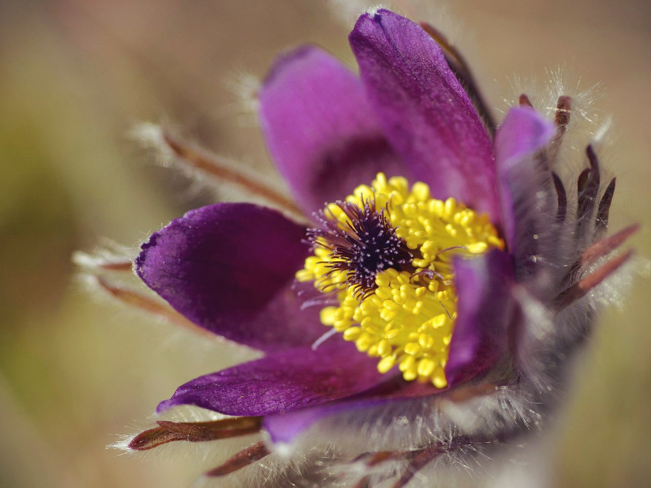 Прострел луговой (сон-трава, сон-зелье) — Pulsatilla pratensis. 