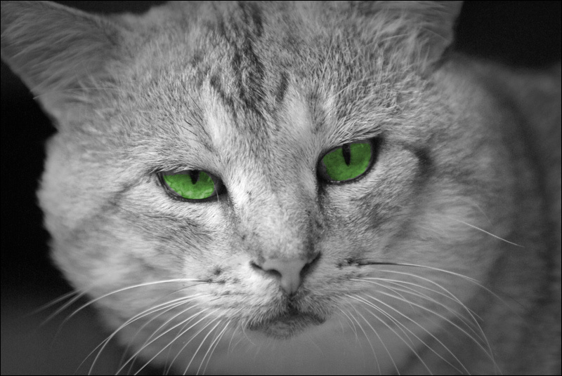 Котик2) кот