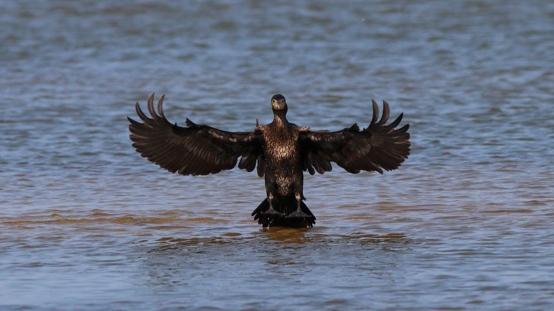 Всем большой привет! Большой баклан Phalacrocorax carbo Great cormorant