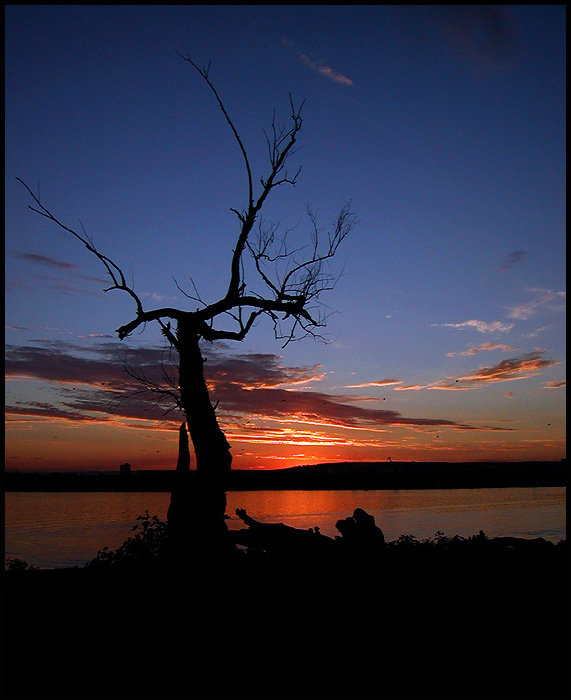 Dead tree пейзаж, закат, природа, дерево, берег, река, Волга