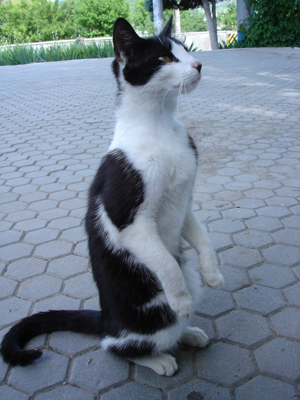 Але! голодная кошка