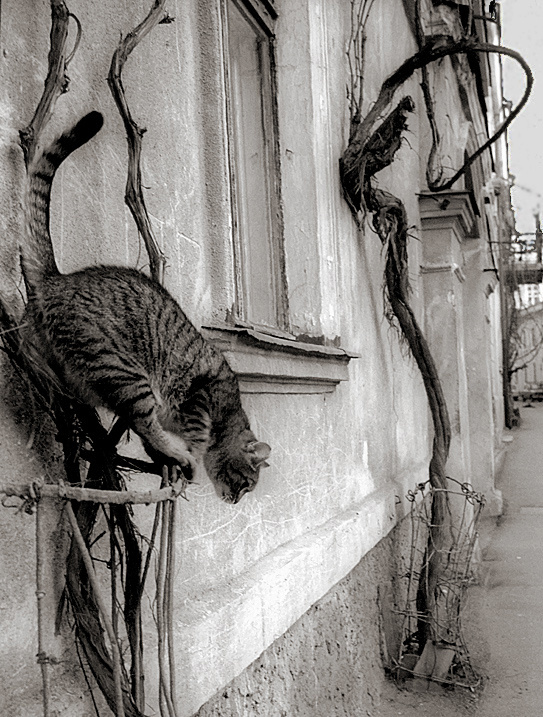 Виноградный кот. Кошки