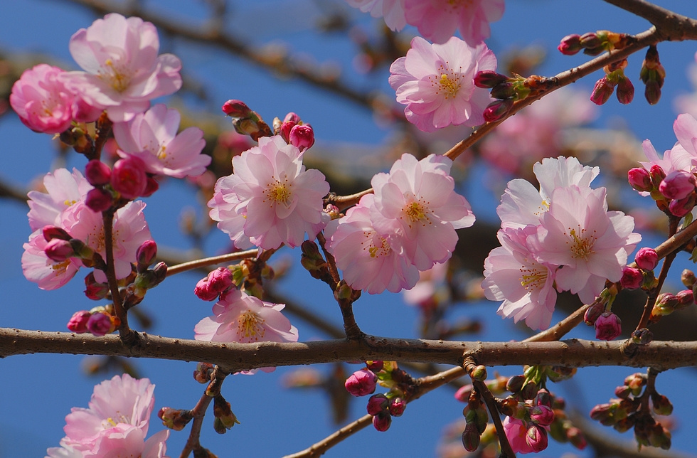 Весенние кружева-3 розовые деревья prunus март цветы кружева
