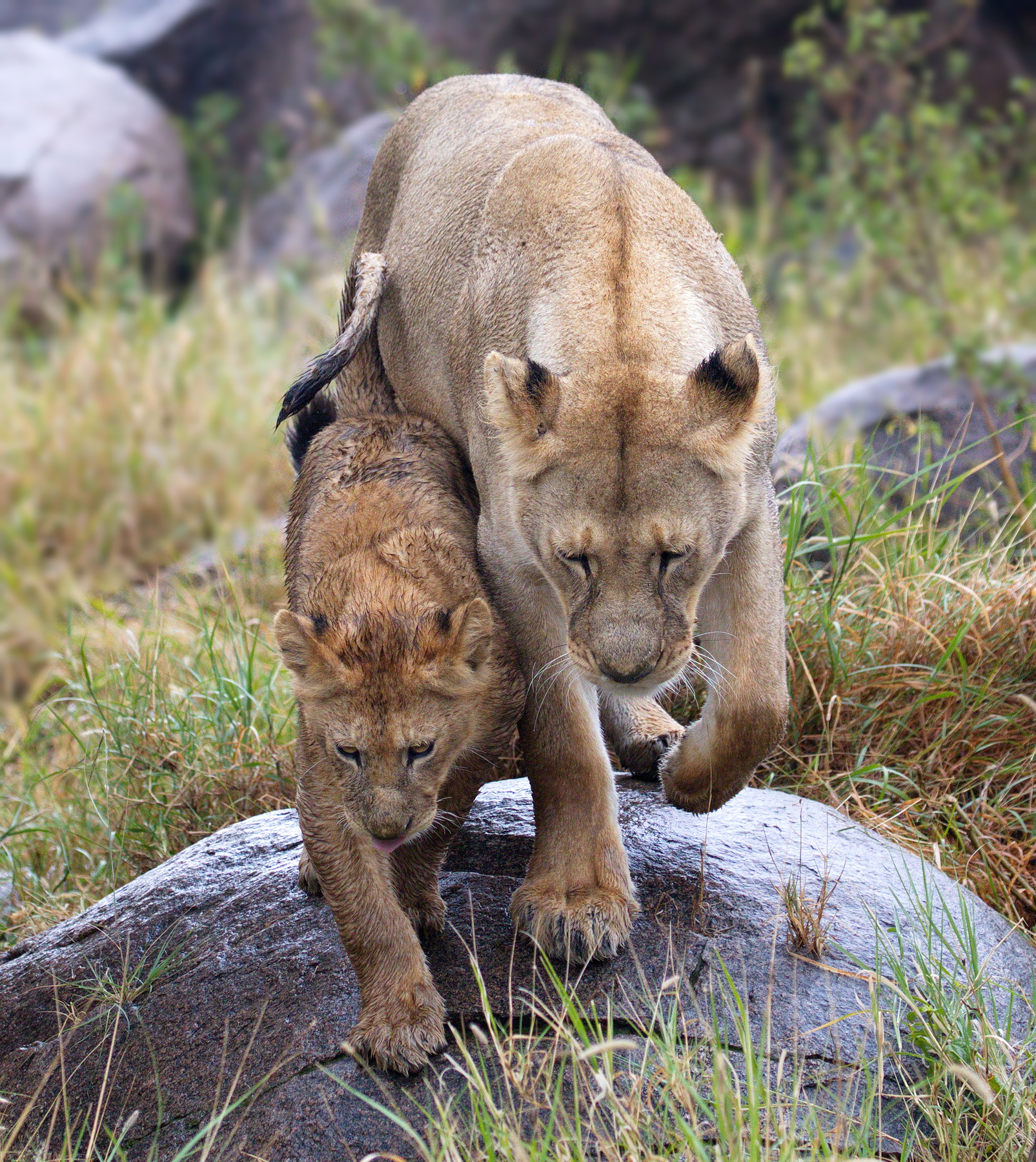 Куда то идём) хищники наблюдение Африка Serengeti