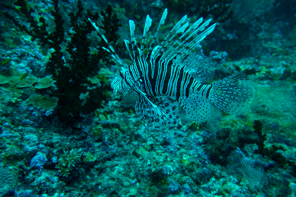 *** lionfish
