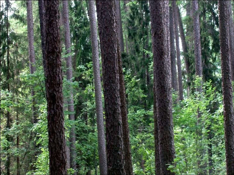 мачты непостроенных кораблей Линдуловская Роща, Карельский Перешеек