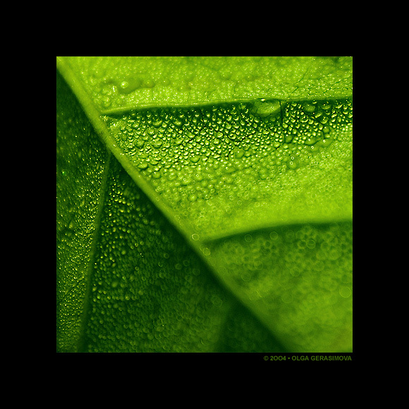 *** лист капли leaf drops