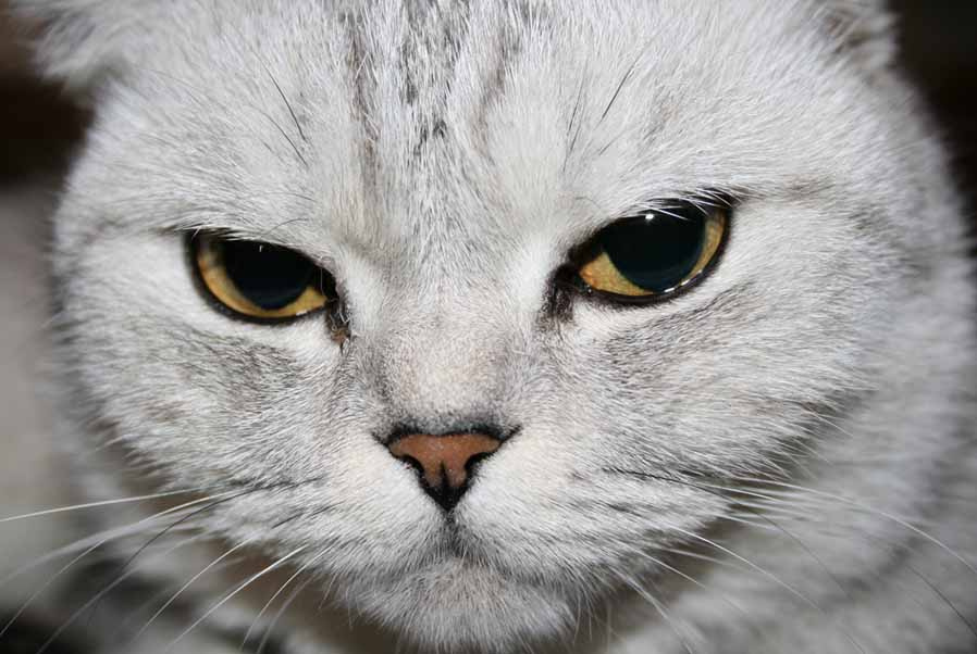Киска животные кошка кошки