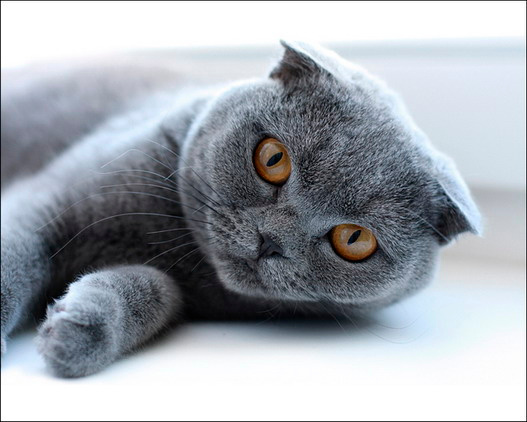 кошка родителей кошк