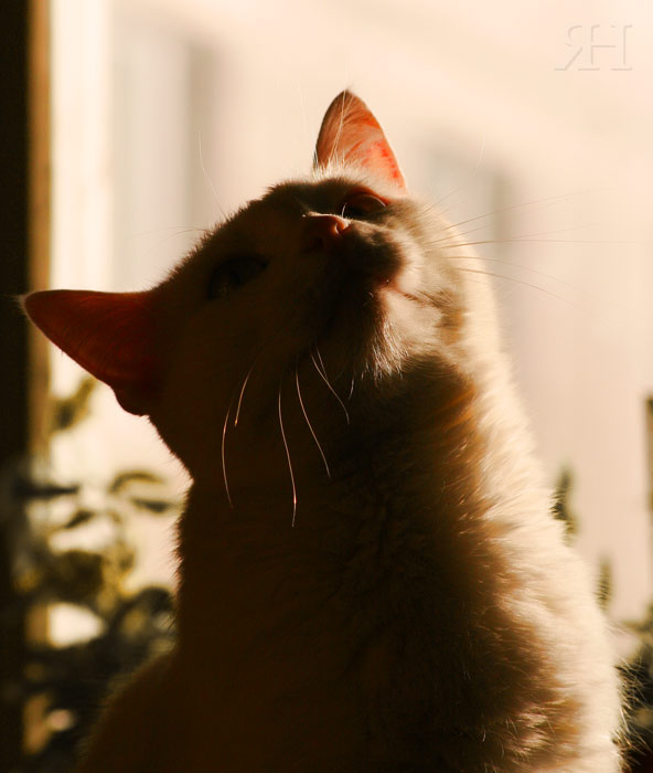 Внимание кошка