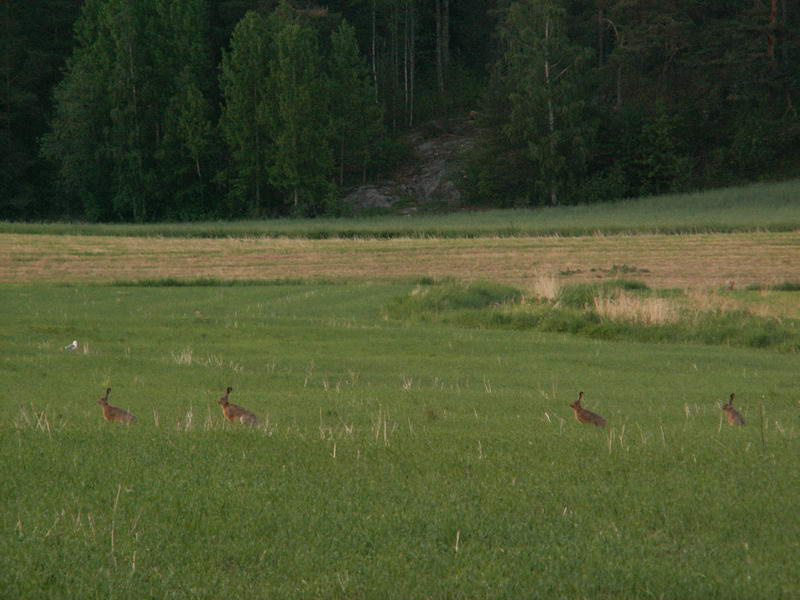 Зайки... finland, kuopio