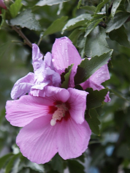 Flower radio цветы Бишкек Кыргызстан