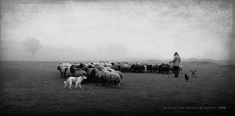 Pastoral 