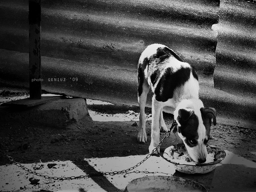 animals are not clowns 2 