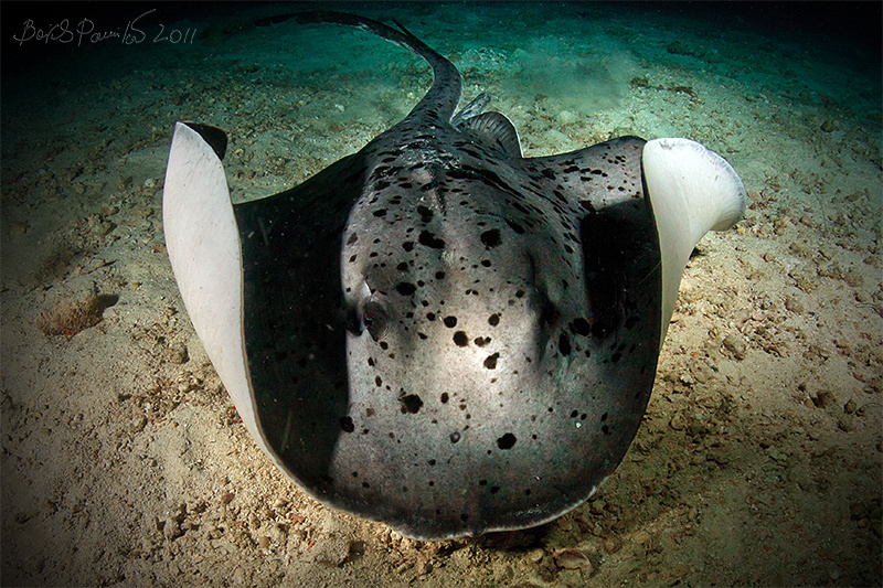stingray at night stingray night Maldives Мальдивы скат