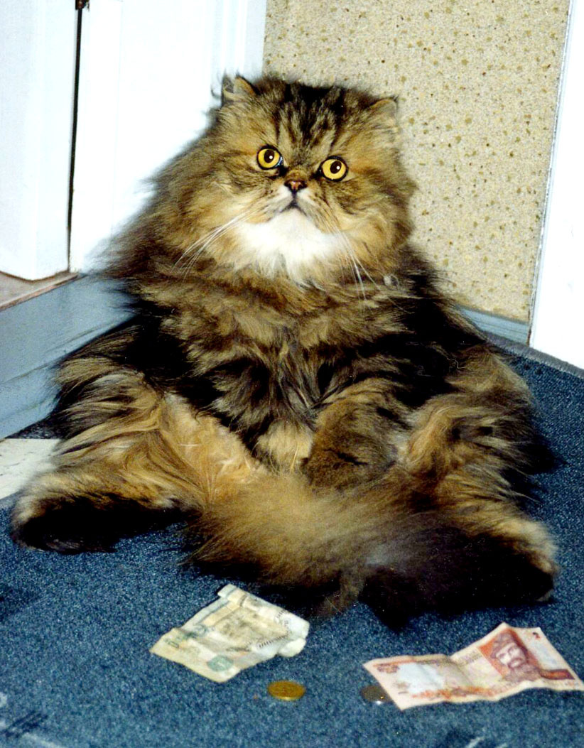 Не проходи мимо! кошки