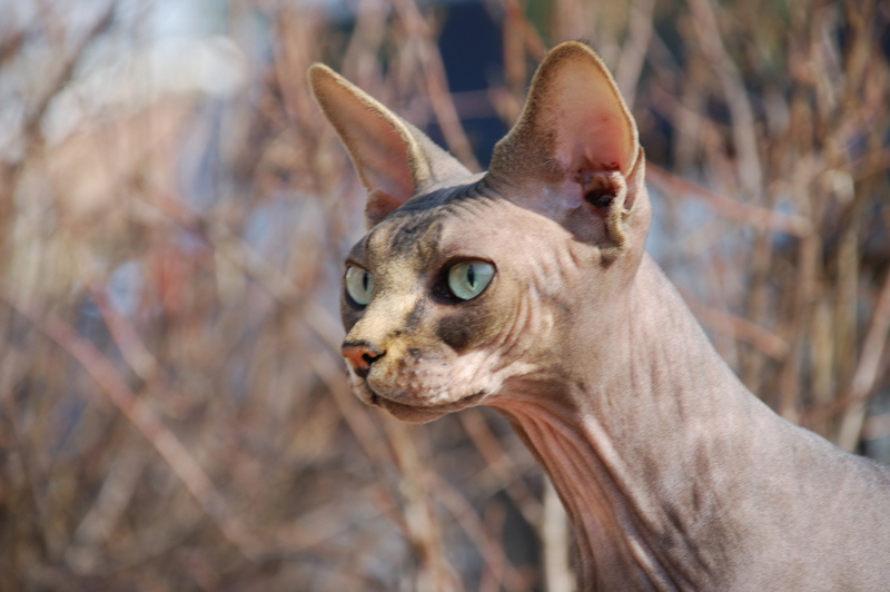 Прогулка Кот, Кошки, домашние животные