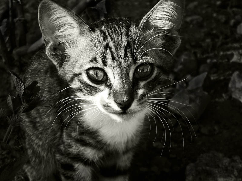 Турецкий котенок. кот, котенок, черно-белое