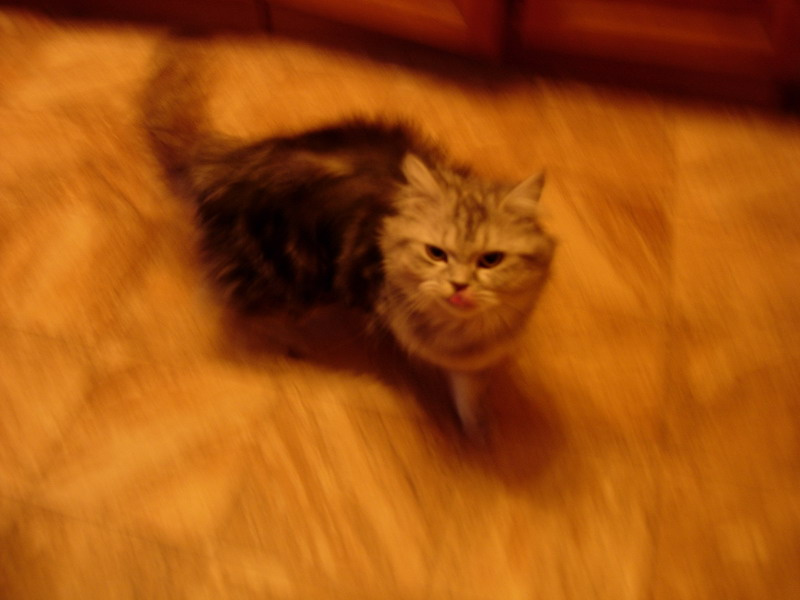 чертяка языкастая кошка, котенок, кот, животное
