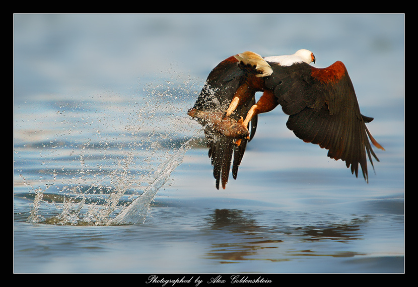 Catching. Африка-Кения, Озеро-Накуру, африканский-орел-рыбак/орлан-крикун African-Fish-Eagle (Haliaeetus-vocifer)