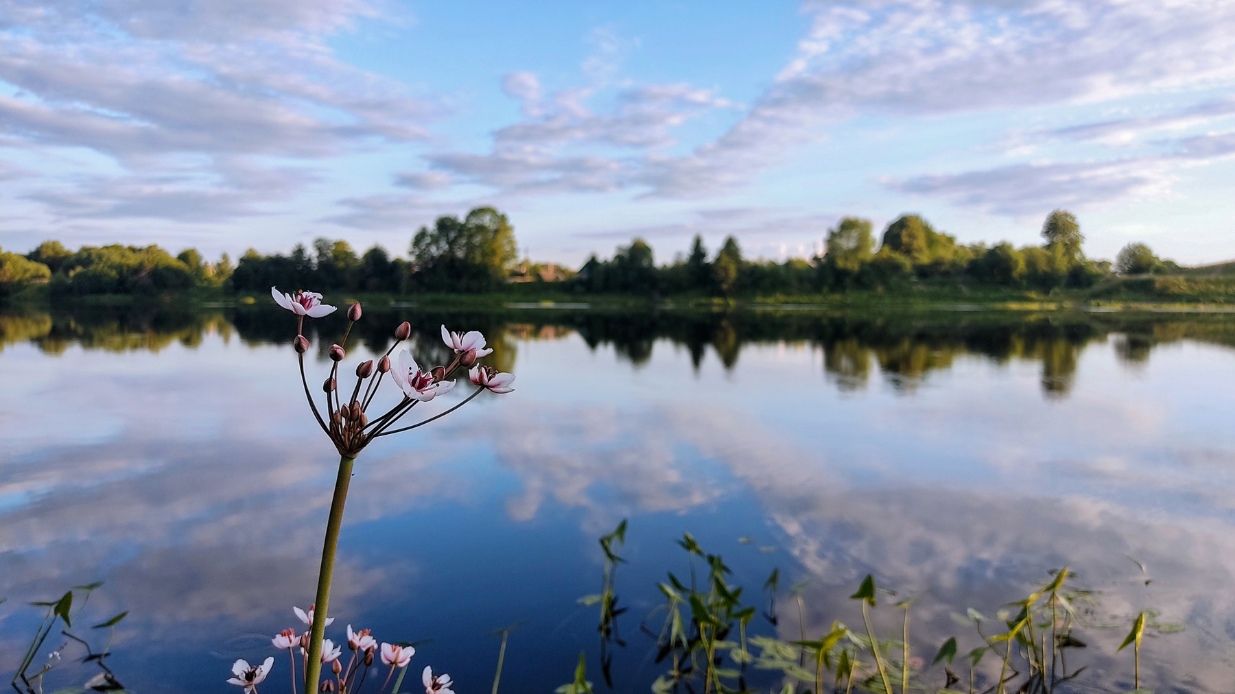 На берегу Двины Цветок река небо облака вода закат