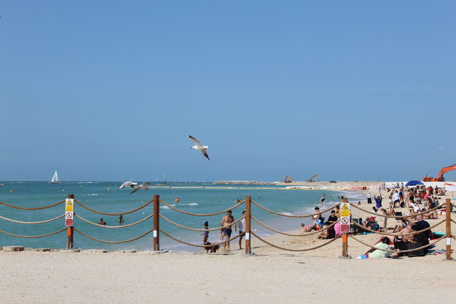 Птица Kite Beach Dubai
