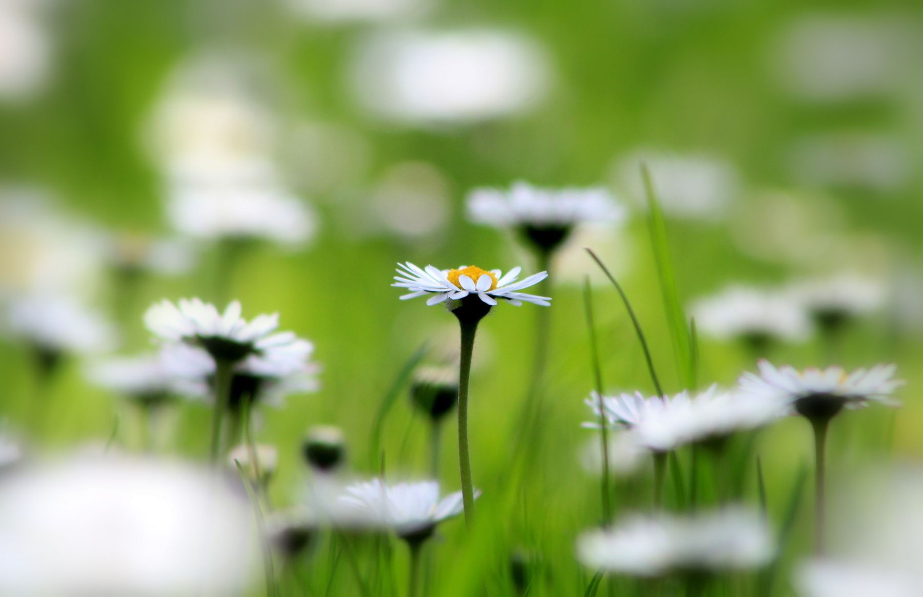 Gänseblümchen 