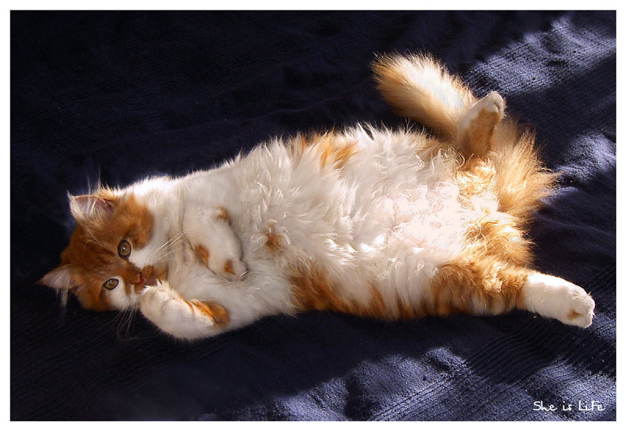 домашний... Кот, лапки, солнечный, домашний
