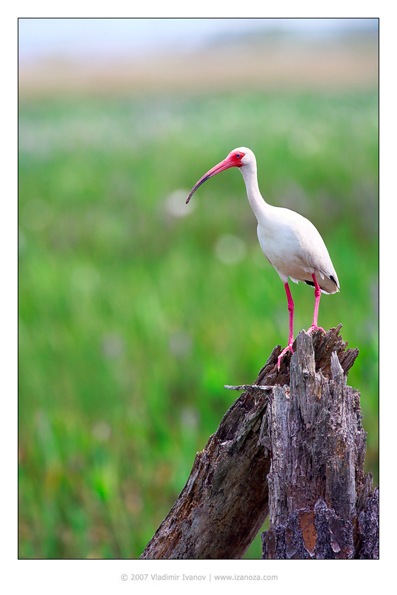 Третье измерение белый ибис White Ibis Florida US 3D