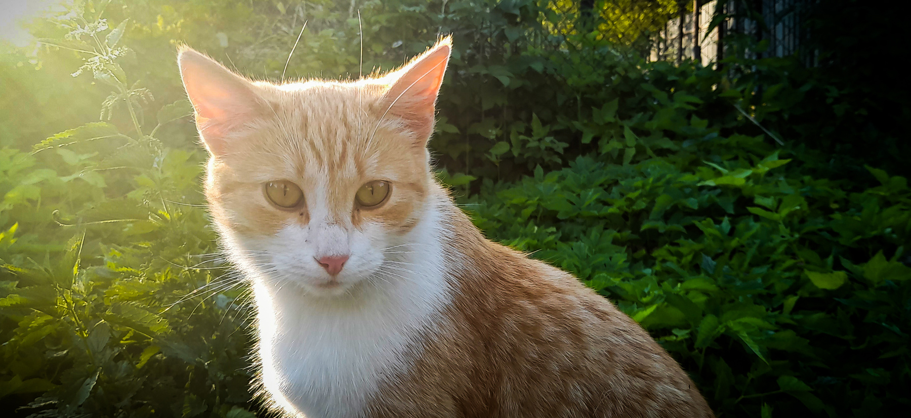 *** кот котик