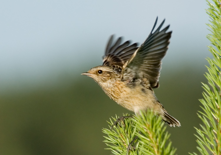 Перед взлетом Луговой чекан, Whinchat, Saxicola rubetra, взлет