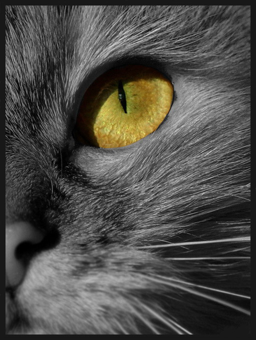 Взгляд кошка закат
