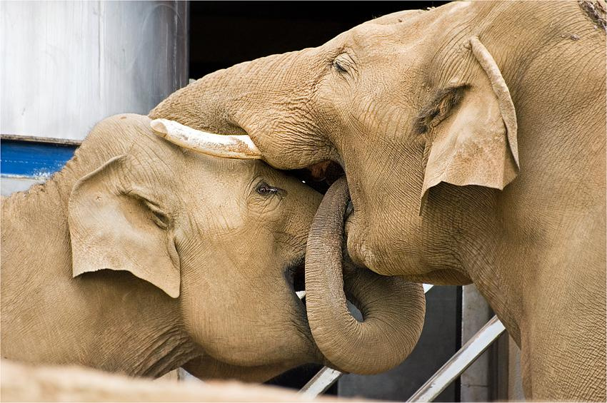 слоновьи нежности two, elephants, tenderness