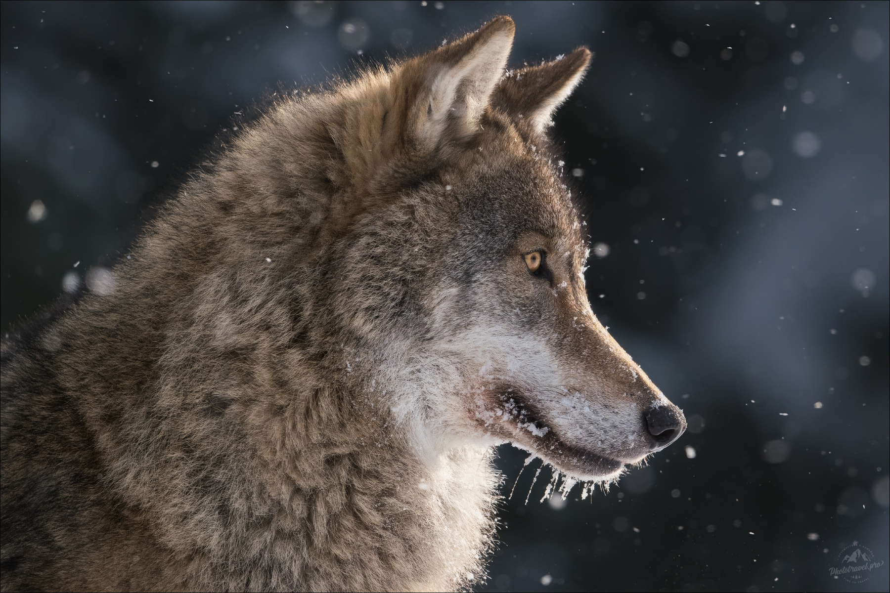 Падал снег .. волк серый европейский фототур в красный бор фотосъемка волков grey wolf canis lupus фототуры 2026