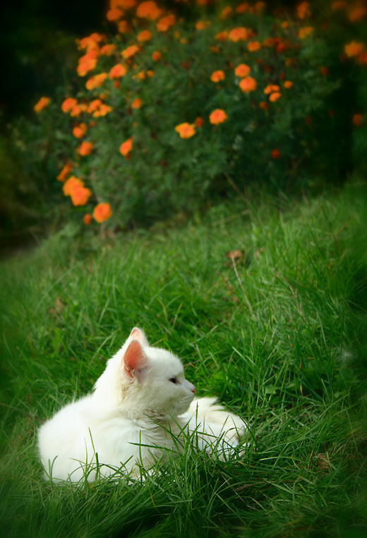^**^ кот партизан