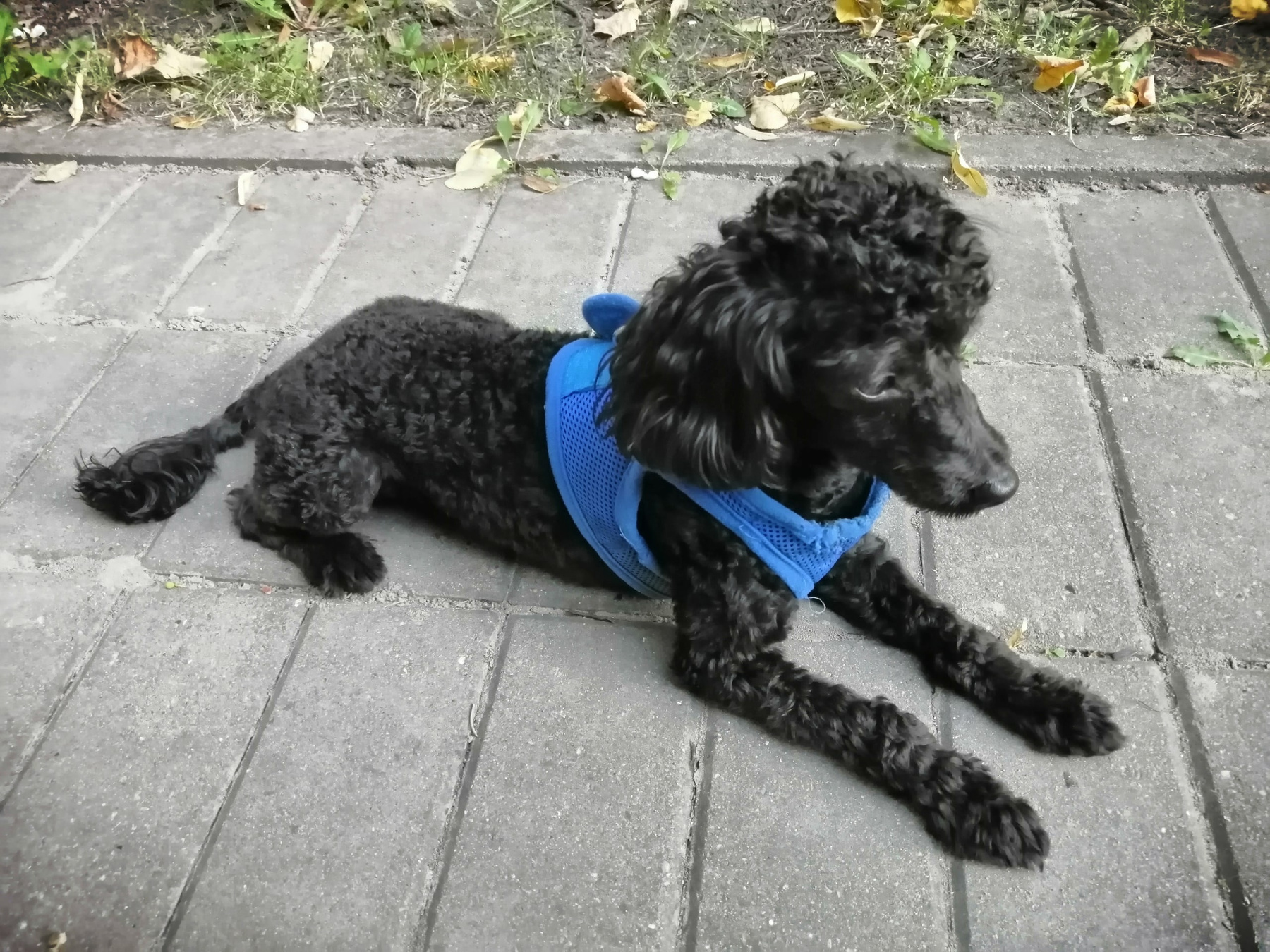 Наш любимчик 