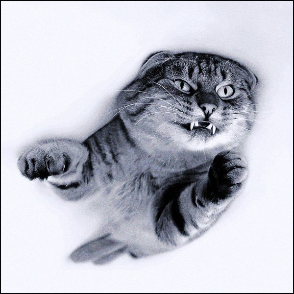 Котам летать охота... Летучий кот