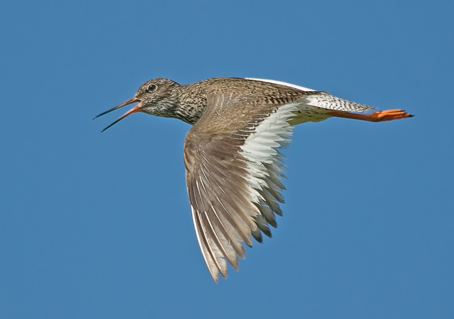 Травник Травник, Redshank, Tringa totanus