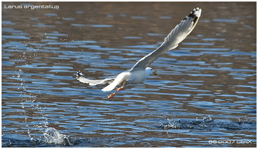 Larus argentatus Larus argentatus CtrlX