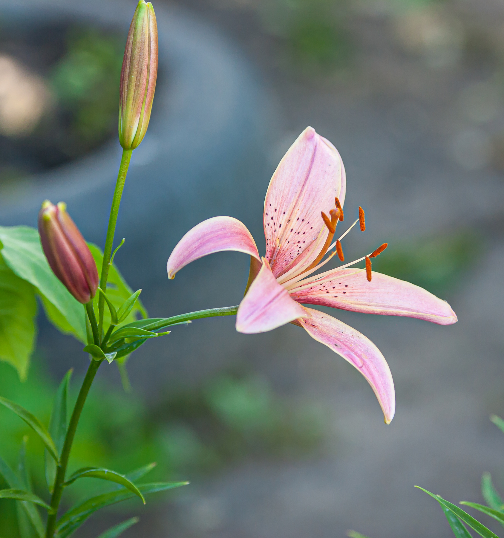 Tiger Lily Цветы