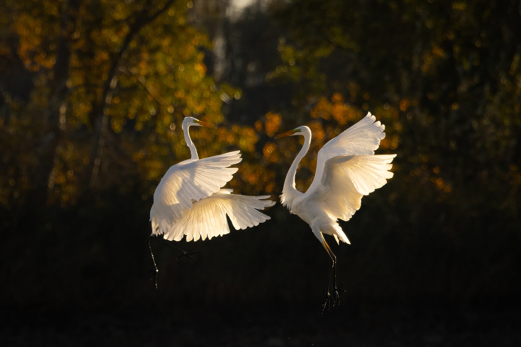 Duel 