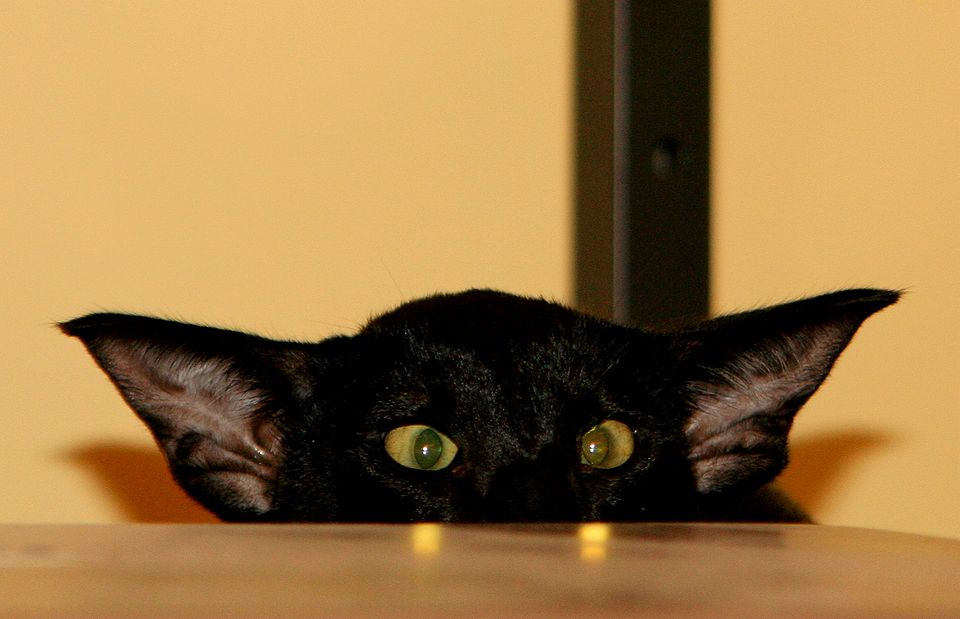 на охоте кот, животные